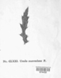 Puccinia suaveolens image